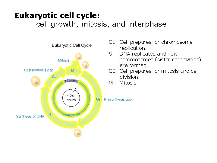 Eukaryotic cell cycle: cell growth, mitosis, and interphase G 1: Cell prepares for chromosome
