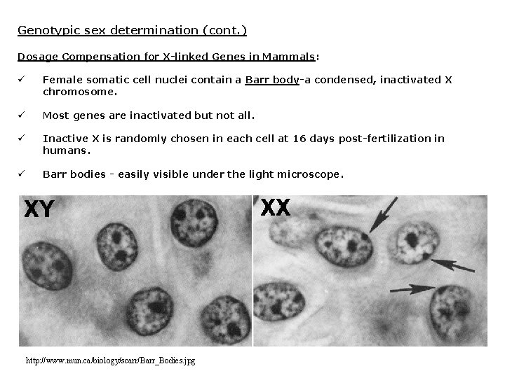 Genotypic sex determination (cont. ) Dosage Compensation for X-linked Genes in Mammals: ü Female