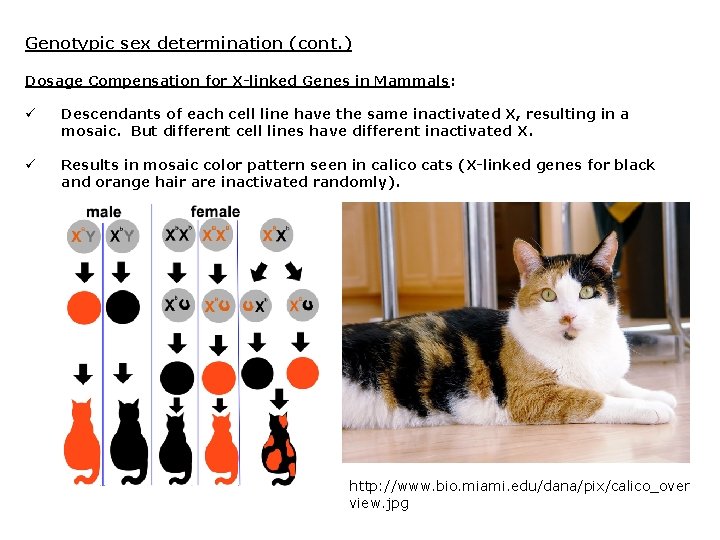 Genotypic sex determination (cont. ) Dosage Compensation for X-linked Genes in Mammals: ü Descendants