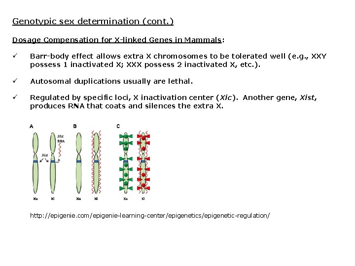 Genotypic sex determination (cont. ) Dosage Compensation for X-linked Genes in Mammals: ü Barr-body