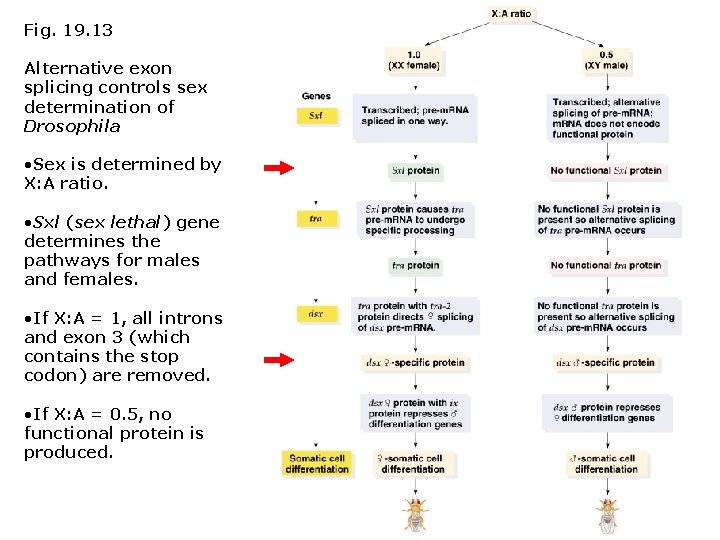 Fig. 19. 13 Alternative exon splicing controls sex determination of Drosophila • Sex is