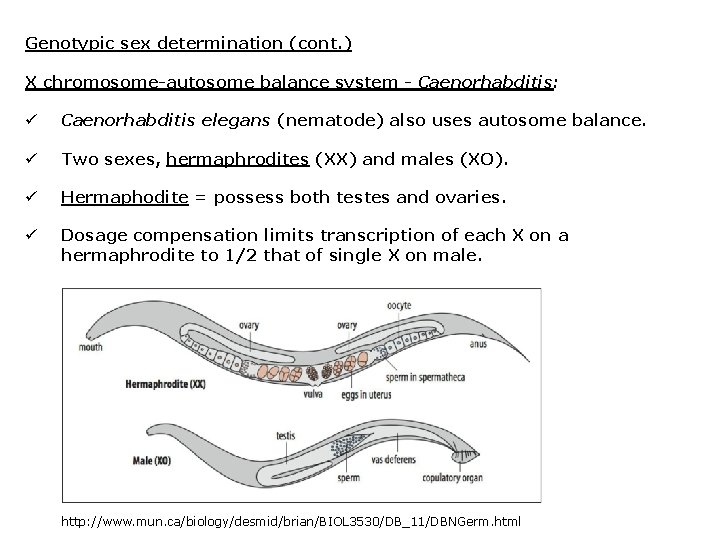 Genotypic sex determination (cont. ) X chromosome-autosome balance system - Caenorhabditis: ü Caenorhabditis elegans