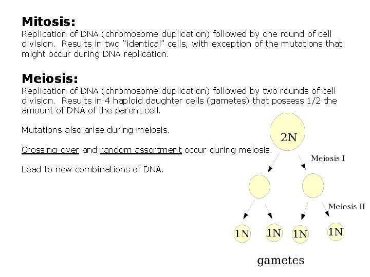 Mitosis: Replication of DNA (chromosome duplication) followed by one round of cell division. Results