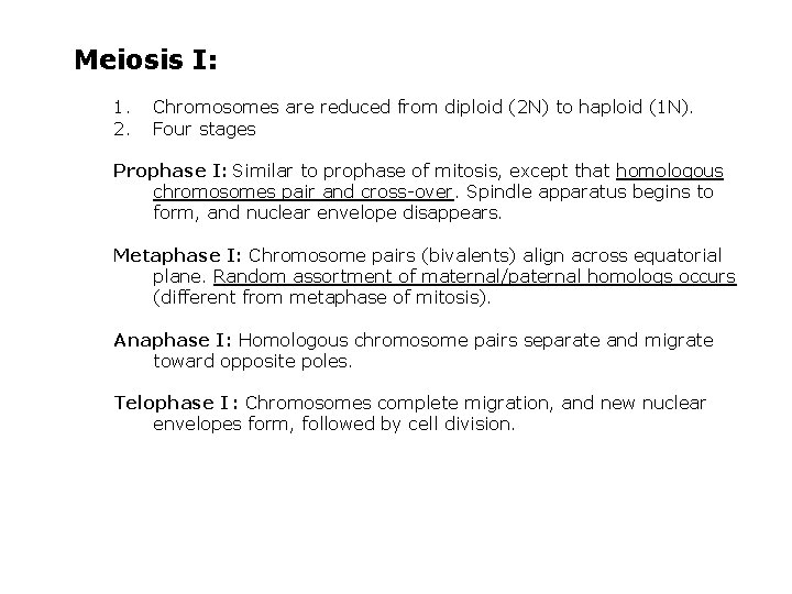 Meiosis I: 1. 2. Chromosomes are reduced from diploid (2 N) to haploid (1