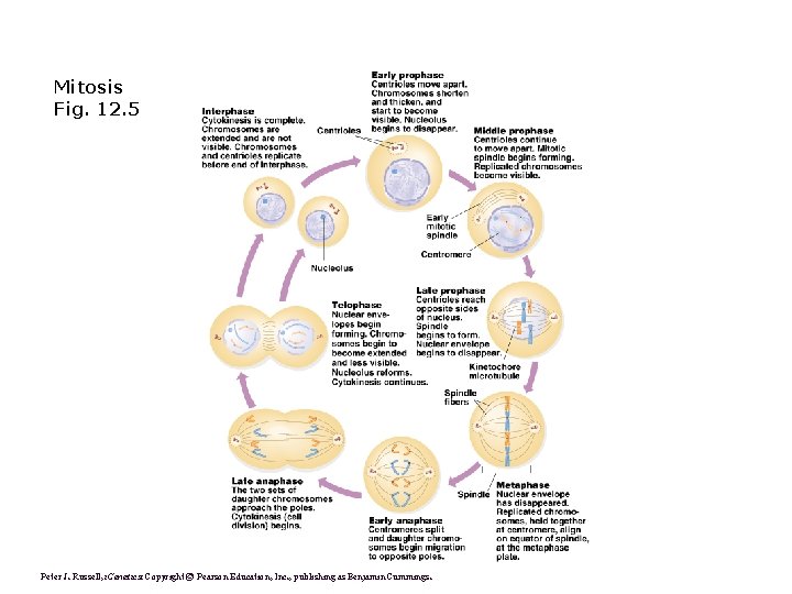 Fig. 1. 15 Intrphase and mitosis in an animal cell Mitosis Fig. 12. 5