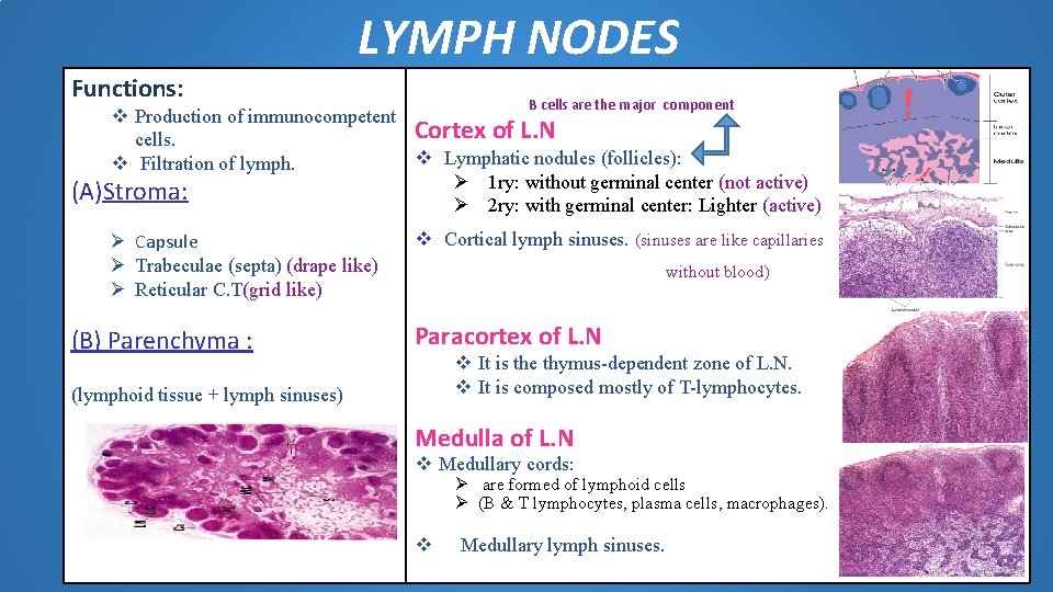 LYMPH NODES Functions: B cells are the major component v Production of immunocompetent Cortex LYMPH NODES Functions: B cells are the major component v Production of immunocompetent Cortex