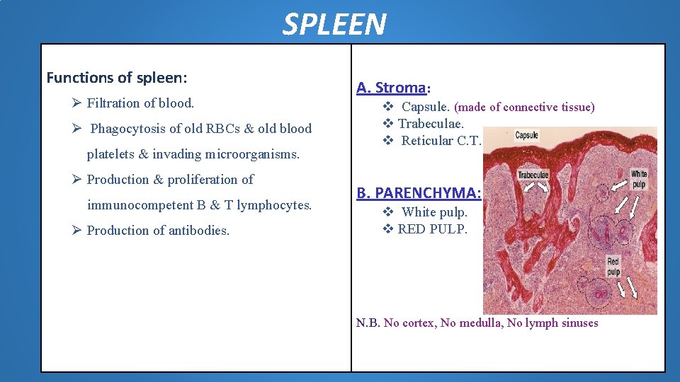 SPLEEN Functions of spleen: Ø Filtration of blood. Ø Phagocytosis of old RBCs & SPLEEN Functions of spleen: Ø Filtration of blood. Ø Phagocytosis of old RBCs &
