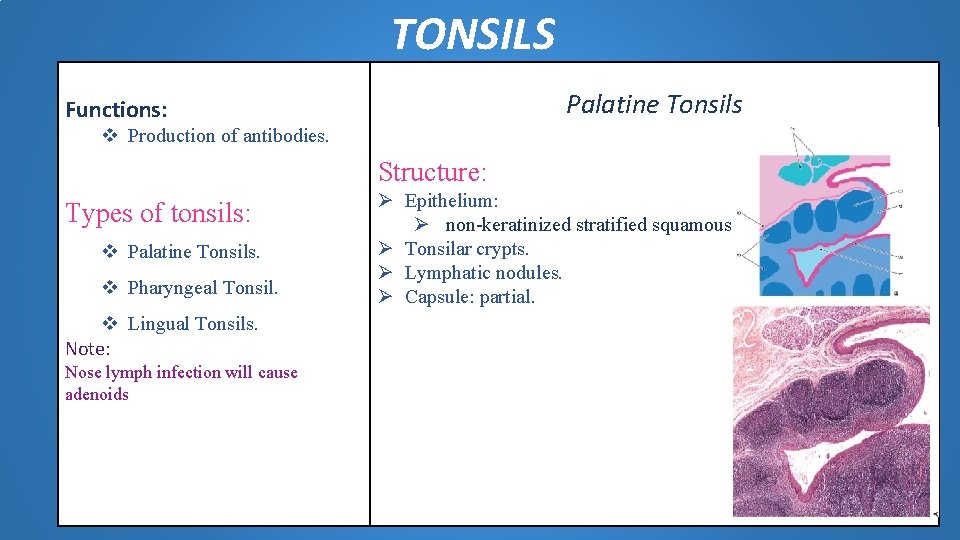 TONSILS Palatine Tonsils Functions: v Production of antibodies. Structure: Types of tonsils: v Palatine TONSILS Palatine Tonsils Functions: v Production of antibodies. Structure: Types of tonsils: v Palatine