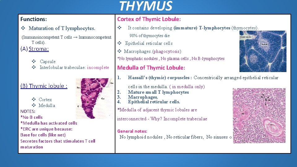 THYMUS Functions: Cortex of Thymic Lobule: v Maturation of T lymphocytes. v (Immunoincompetent T THYMUS Functions: Cortex of Thymic Lobule: v Maturation of T lymphocytes. v (Immunoincompetent T