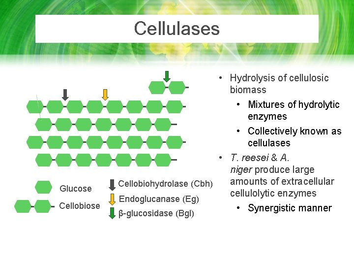 Cellulases Glucose Cellobiose • Hydrolysis of cellulosic biomass • Mixtures of hydrolytic enzymes •