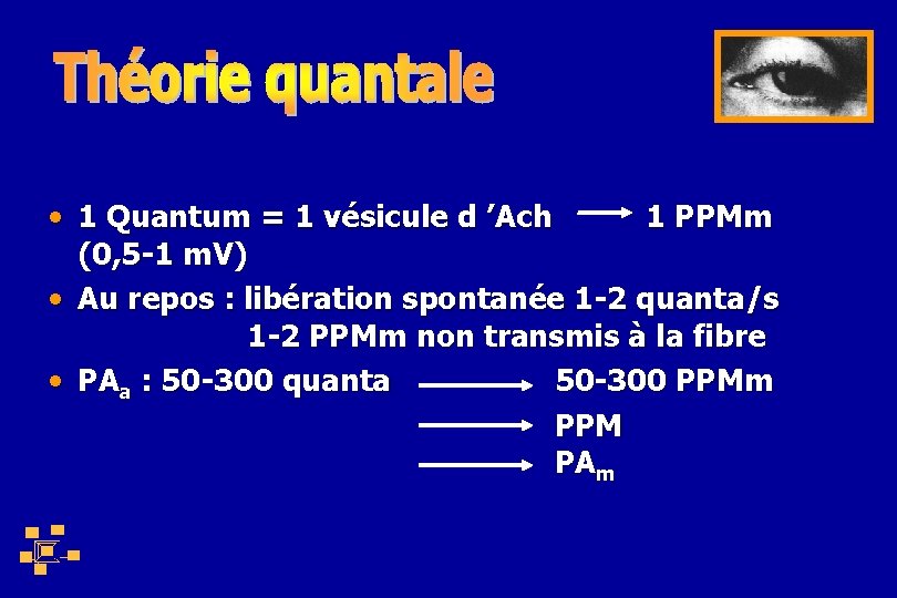  • 1 Quantum = 1 vésicule d ’Ach 1 PPMm (0, 5 -1