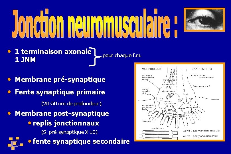  • 1 terminaison axonale 1 JNM pour chaque f. m. • Membrane pré-synaptique