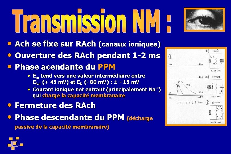  • Ach se fixe sur RAch (canaux ioniques) • Ouverture des RAch pendant