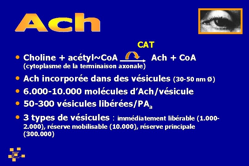  • Choline + acétyl~Co. A CAT Ach + Co. A (cytoplasme de la