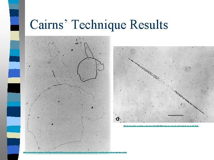 Cairns’ Technique Results http: //schaechter. asmblog. org/schaechter/2015/01/pictures-considered-23 -what-grains-tell. html http: //schaechter. asmblog. org/schaechter/2013/03/pictures-considered-the-e-coli-chromosome-caught-in-the-act-of-replicating. html