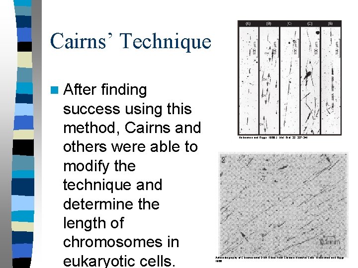 Cairns’ Technique n After finding success using this method, Cairns and others were able