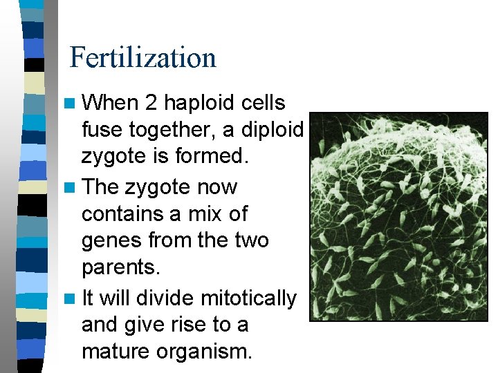Fertilization n When 2 haploid cells fuse together, a diploid zygote is formed. n