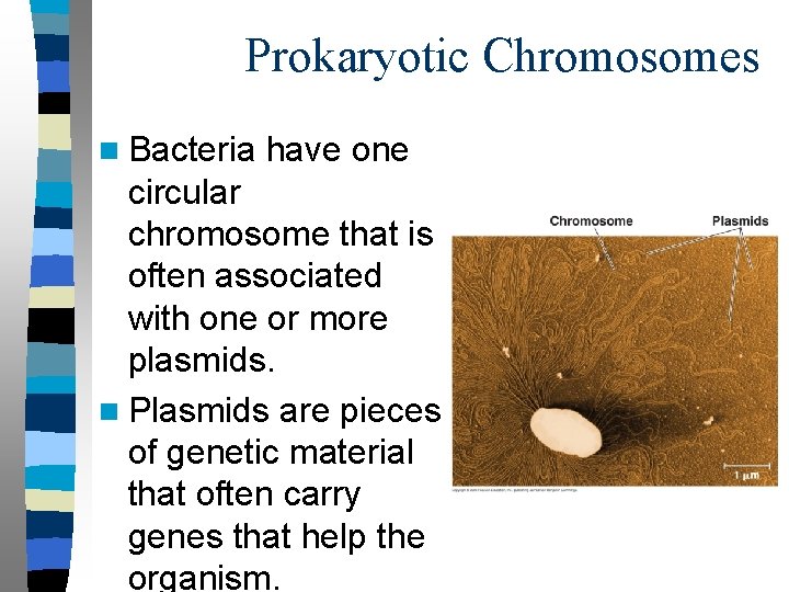 Prokaryotic Chromosomes n Bacteria have one circular chromosome that is often associated with one