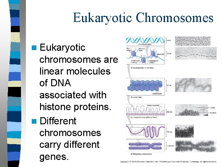 Eukaryotic Chromosomes n Eukaryotic chromosomes are linear molecules of DNA associated with histone proteins.