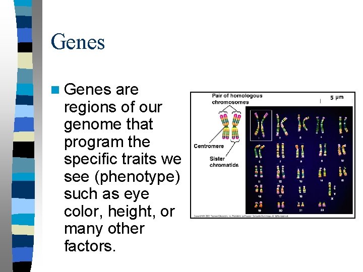 Genes n Genes are regions of our genome that program the specific traits we