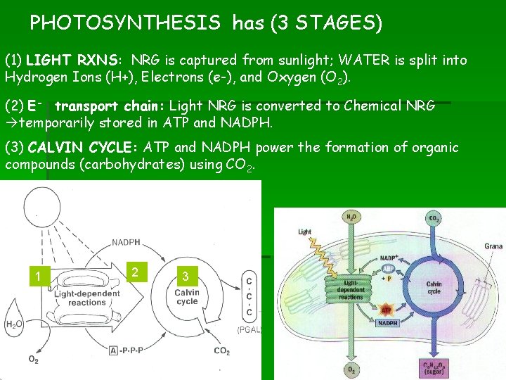 PHOTOSYNTHESIS has (3 STAGES) (1) LIGHT RXNS: NRG is captured from sunlight; WATER is