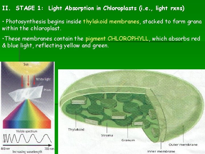 II. STAGE 1: Light Absorption in Chloroplasts (i. e. , light rxns) • Photosynthesis