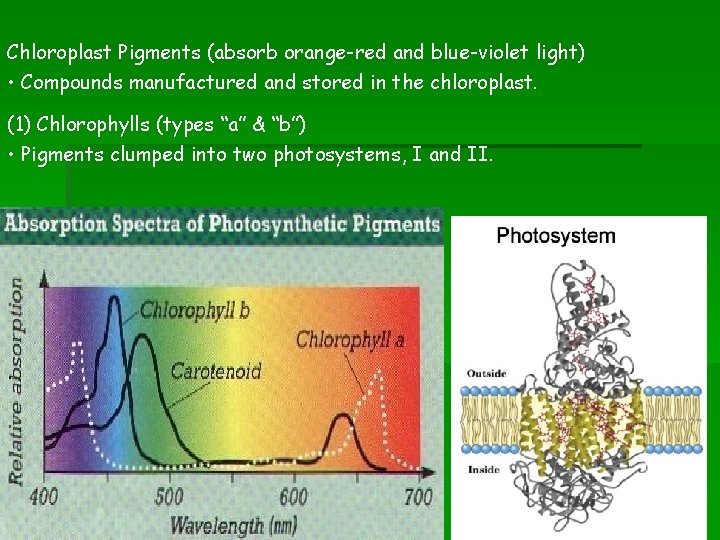 Chloroplast Pigments (absorb orange-red and blue-violet light) • Compounds manufactured and stored in the