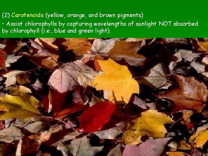 (2) Carotenoids (yellow, orange, and brown pigments) • Assist chlorophylls by capturing wavelengths of