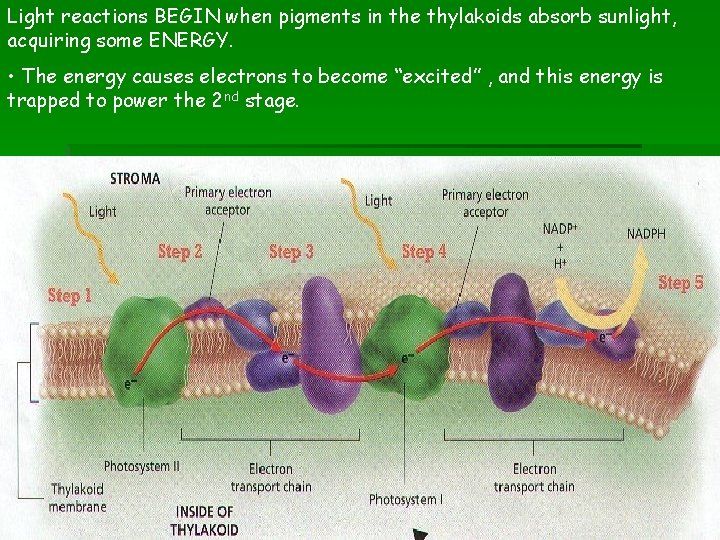 Light reactions BEGIN when pigments in the thylakoids absorb sunlight, acquiring some ENERGY. •