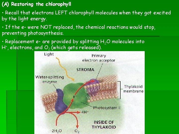 (A) Restoring the chlorophyll • Recall that electrons LEFT chlorophyll molecules when they got