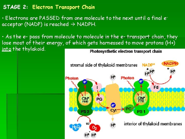 STAGE 2: Electron Transport Chain • Electrons are PASSED from one molecule to the