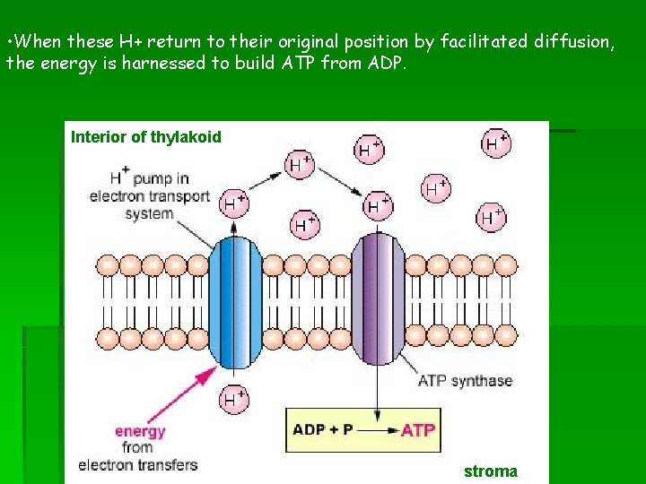  • When these H+ return to their original position by facilitated diffusion, the