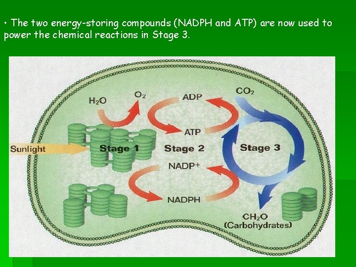  • The two energy-storing compounds (NADPH and ATP) are now used to power