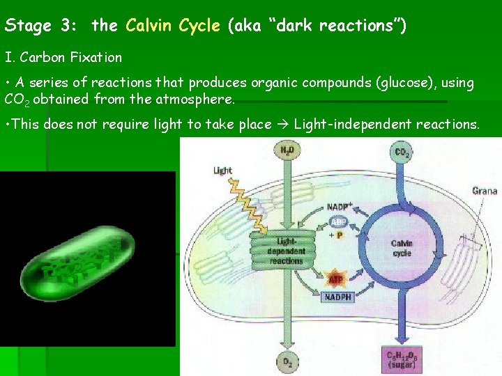 Stage 3: the Calvin Cycle (aka “dark reactions”) I. Carbon Fixation • A series