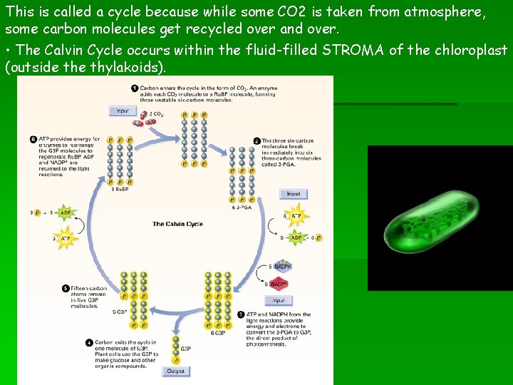 This is called a cycle because while some CO 2 is taken from atmosphere,