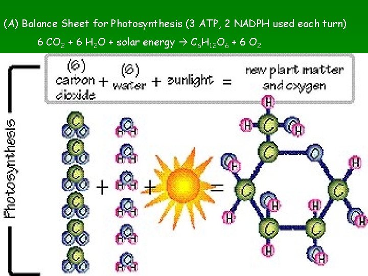 (A) Balance Sheet for Photosynthesis (3 ATP, 2 NADPH used each turn) 6 CO