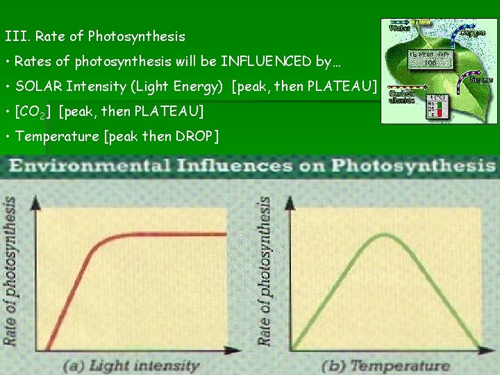 III. Rate of Photosynthesis • Rates of photosynthesis will be INFLUENCED by… • SOLAR