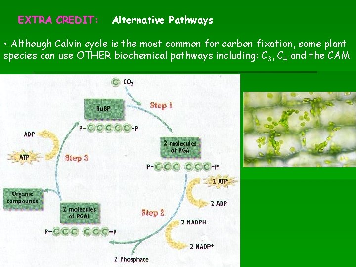 EXTRA CREDIT: Alternative Pathways • Although Calvin cycle is the most common for carbon