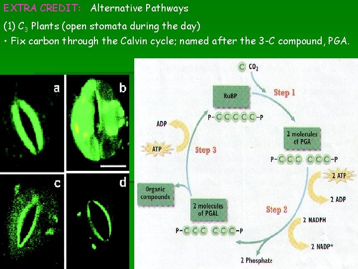 EXTRA CREDIT: Alternative Pathways (1) C 3 Plants (open stomata during the day) •