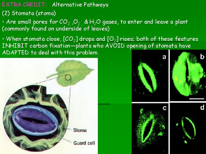 EXTRA CREDIT: Alternative Pathways (2) Stomata (stoma) • Are small pores for CO 2