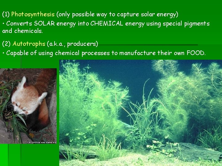 (1) Photosynthesis (only possible way to capture solar energy) • Converts SOLAR energy into