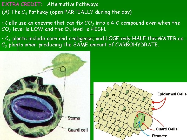 EXTRA CREDIT: Alternative Pathways (A) The C 4 Pathway (open PARTIALLY during the day)
