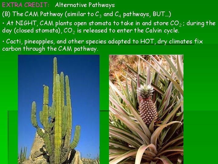 EXTRA CREDIT: Alternative Pathways (B) The CAM Pathway (similar to C 3 and C