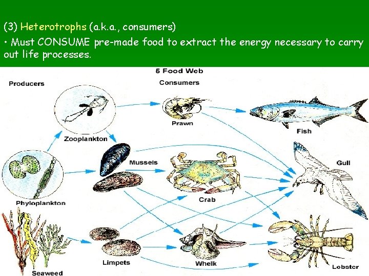 (3) Heterotrophs (a. k. a. , consumers) • Must CONSUME pre-made food to extract