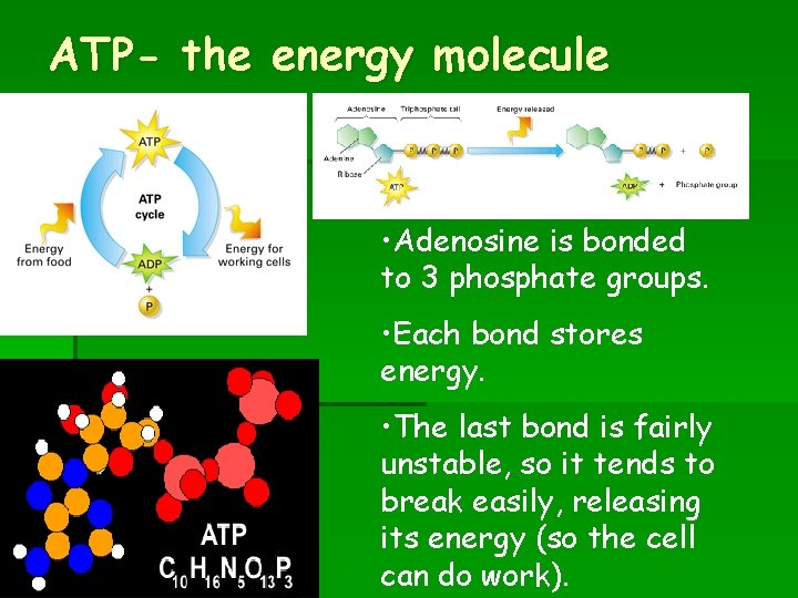 ATP- the energy molecule • Adenosine is bonded to 3 phosphate groups. • Each