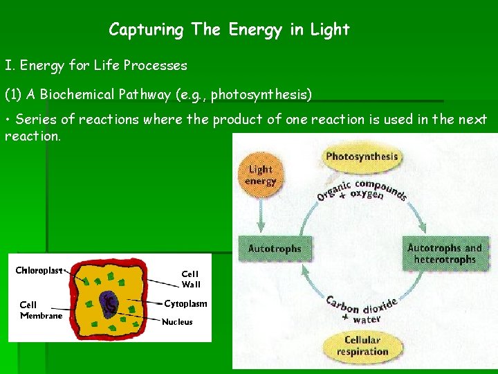 Capturing The Energy in Light I. Energy for Life Processes (1) A Biochemical Pathway