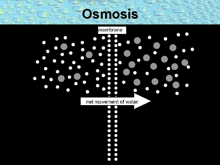 Movement across Cell Membranes WALT be able to