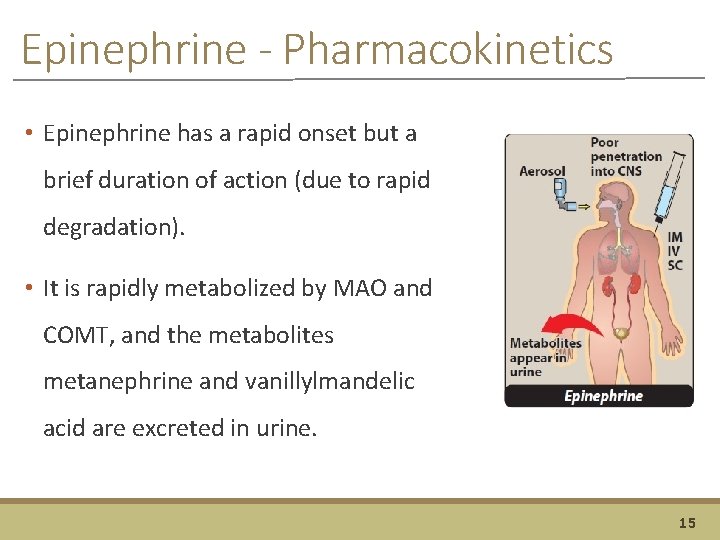 Epinephrine - Pharmacokinetics • Epinephrine has a rapid onset but a brief duration of