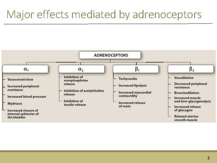 Major effects mediated by adrenoceptors 2 