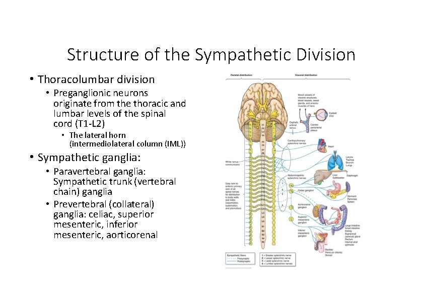 Structure of the Sympathetic Division • Thoracolumbar division • Preganglionic neurons originate from the